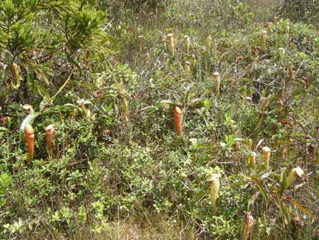 Rừng cây ăn thịt trên núi Koh Pov, Campuchia.