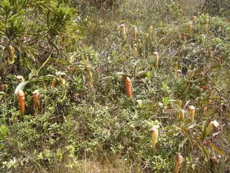 Rừng cây ăn thịt trên núi Koh Pov, Campuchia.