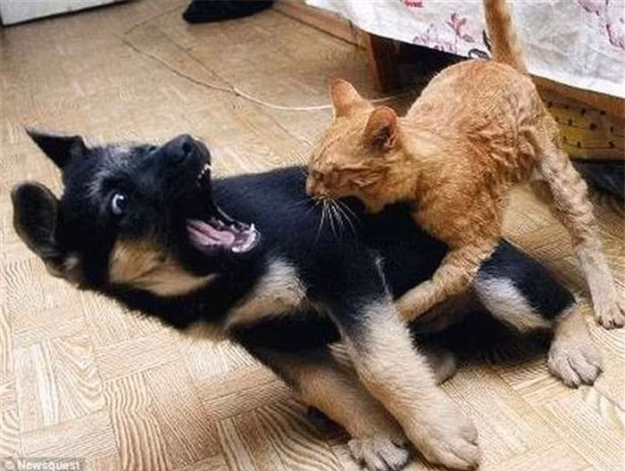 Chơi quyền cước không được ta có thể dùng "tuyệt kỹ cắn bừa".