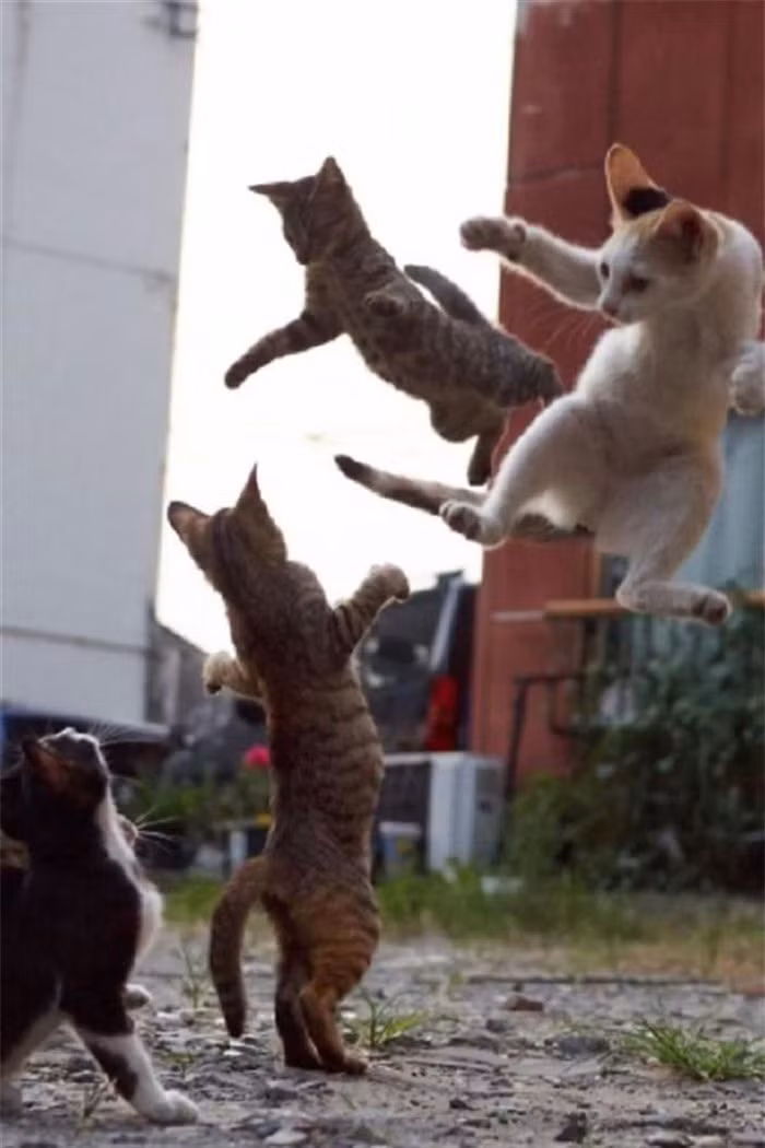 Đại chiến mèo hoang.