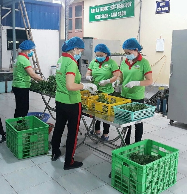 Bo viec luong cao ve que khoi nghiep, 8x Hai Phong thu ca ty dong/nam-Hinh-3