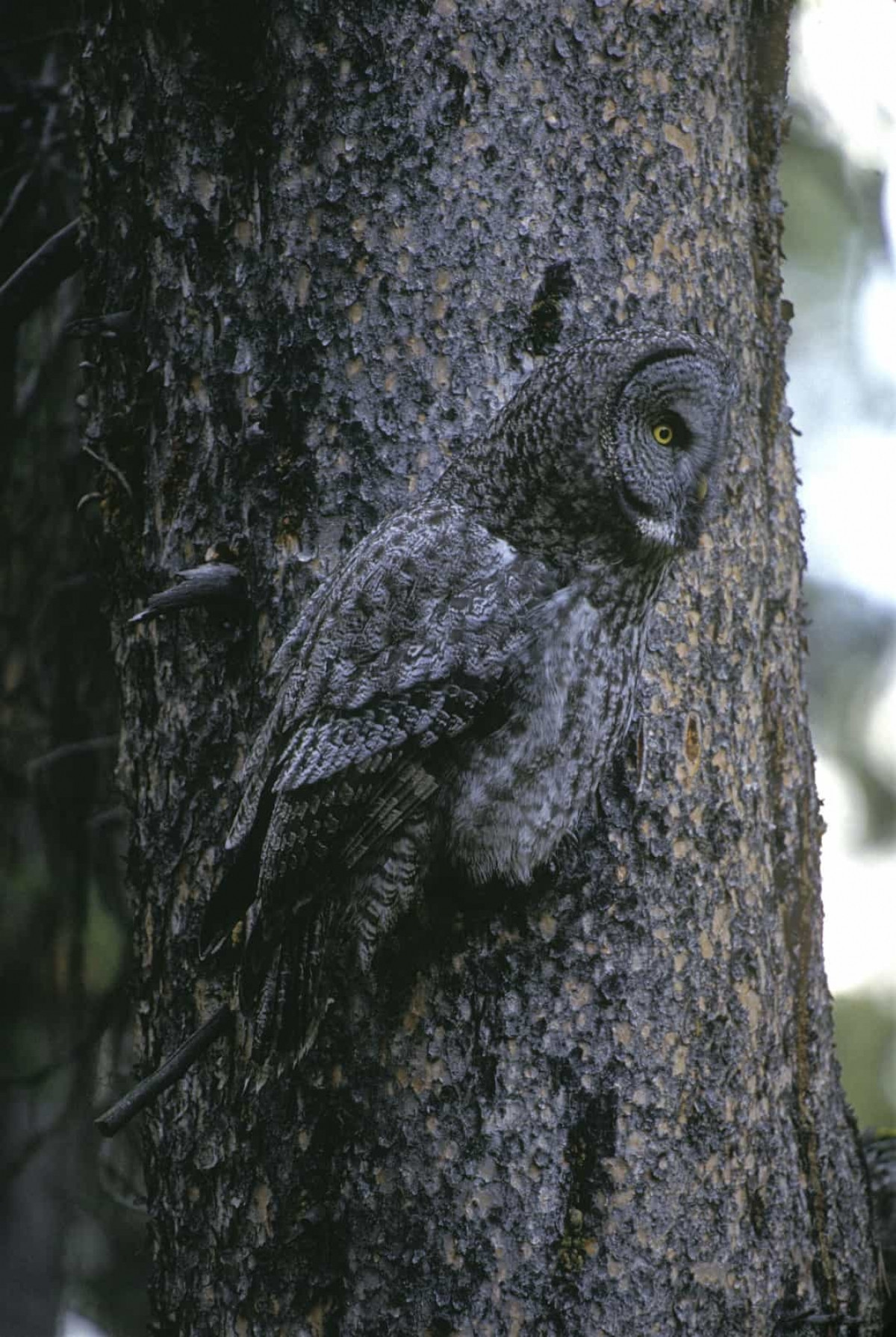 Chú cú dũng mãnh đậu trên cành cây.
