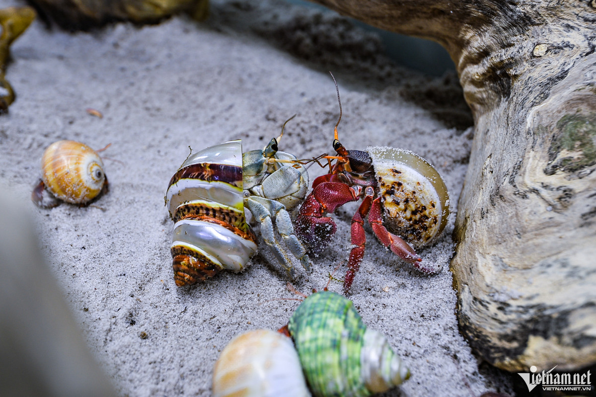 Tại Việt Nam, ốc mượn hồn thường được tìm thấy ở Đảo Phú Quý (Bình Thuận), Cù Lao Chàm (Hội An, Quảng Nam) và có đa dạng các dòng như: Violasen, Rugo Albino, Pelartus...