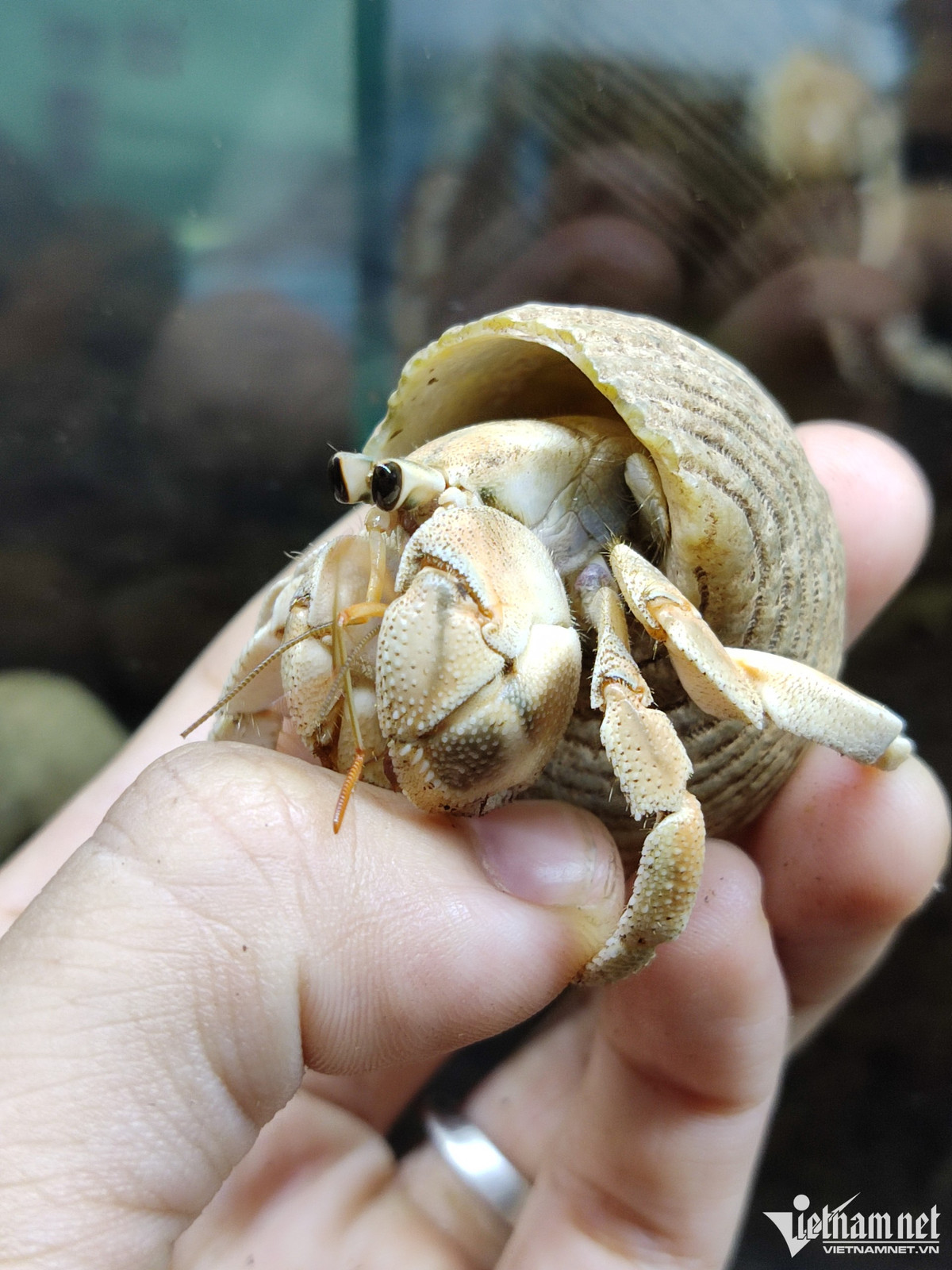 Một số chủng loại ốc mượn hồn do nữ chủ nhân sưu tầm.