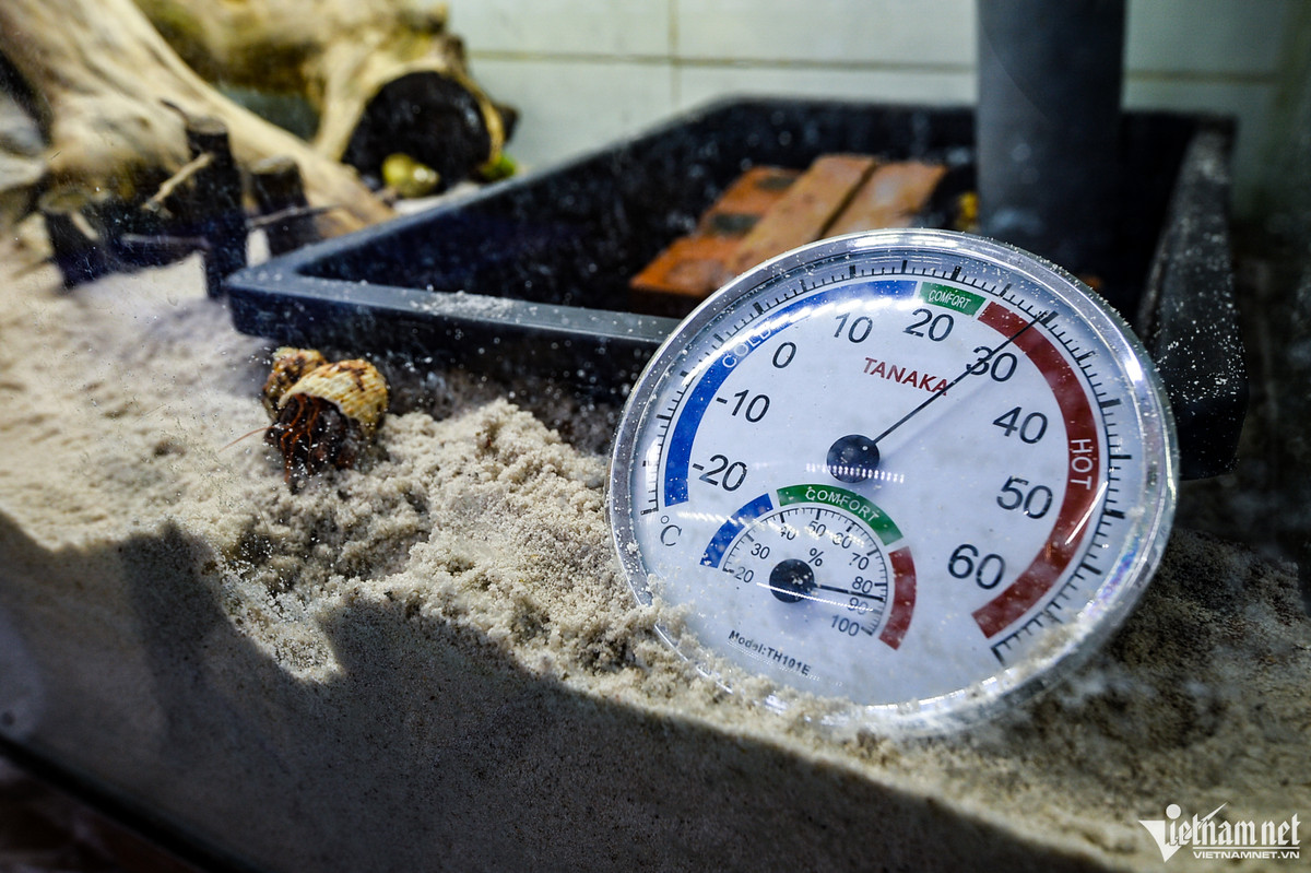 Môi trường sống cũng rất quan trọng, nhiệt độ lý tưởng thường phải duy trì từ 22-28 độ C, độ ẩm trên 85%. Phần nền được sử dụng là cát hoặc rêu. Cơ thể của ốc mượn hồn yếu nhất vào giai đoạn thay vỏ, nền cát giúp chúng có nơi trú ẩn, tránh bị đồng loại ăn thịt.