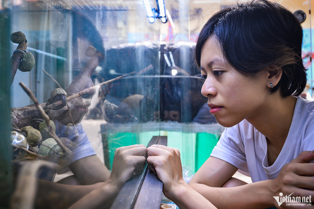 "Hồi nhỏ, mình tình cờ thấy người ta bán loài động vật này ở ven đường nên cũng mua 3-4 con để chăm sóc, lâu dần thành niềm đam mê, đến nay đã gắn bó được hơn chục năm", Phượng chia sẻ.