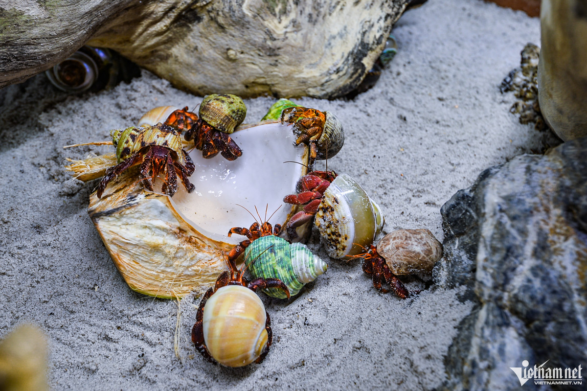 Ốc mượn hồn là loài động vật ăn tạp. Để phát triển khỏe mạnh và lên màu đẹp, chúng phải được duy trì chế độ ăn khoa học, hạn chế những thức ăn nhiều gia vị, dầu mỡ, đặc biệt là vỏ trứng để bổ sung thêm canxi, giúp phần vỏ được cứng cáp.