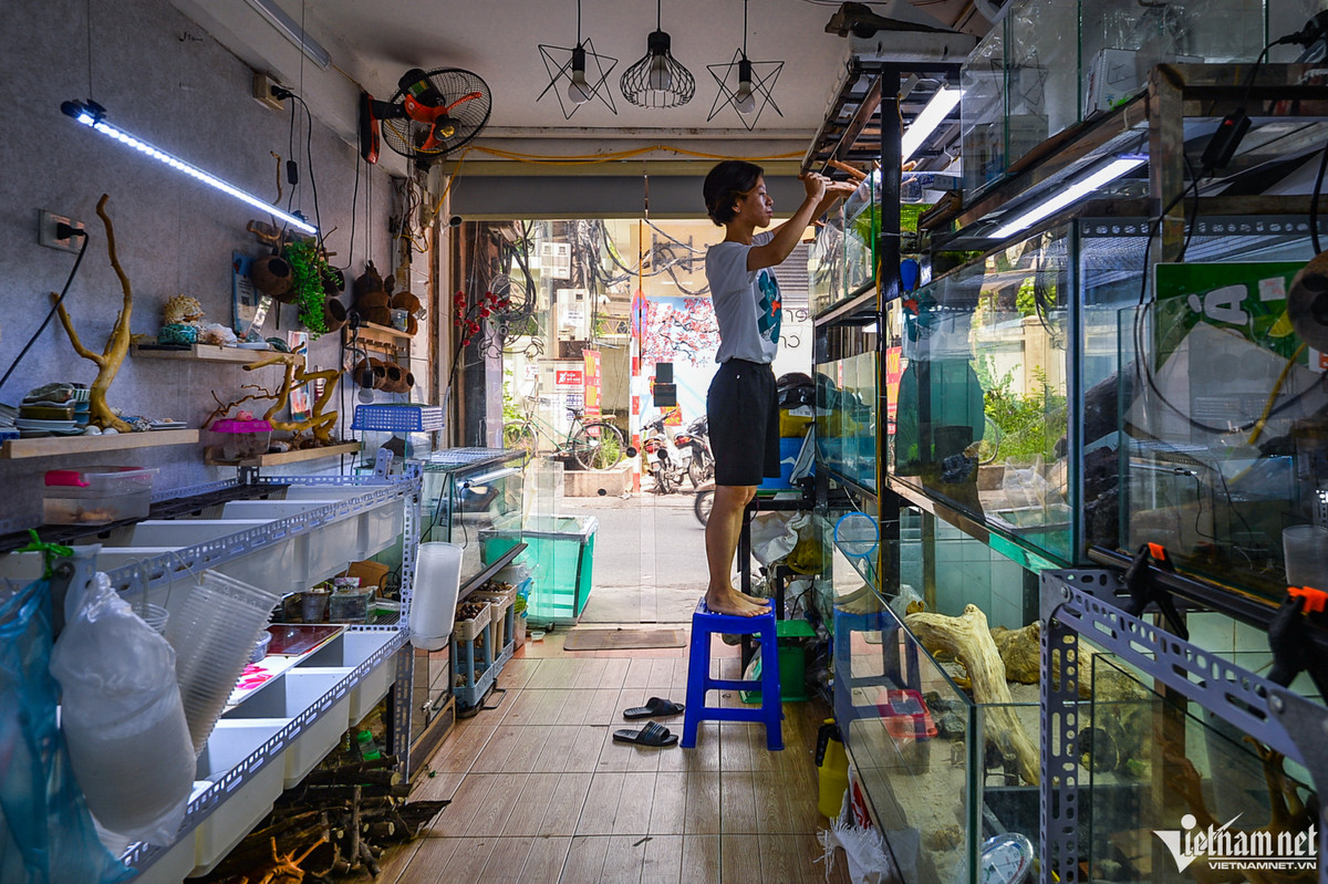 Ốc mượn hồn có tập tính sống bầy đàn. Diện tích bể nuôi tối thiểu từ 30x30cm với sức chứa từ 20 đến 30 con, bên trong được trang trí thêm tiểu cảnh như gốc cây, hốc đá để giống với môi trường tự nhiên. Khoảng 1 đến 2 tháng, loài cua này sẽ thay vỏ một lần, Phượng phải đặt thêm nhiều loại vỏ cho chúng thay, tránh trường hợp vỏ vỡ và làm xước cơ thể.