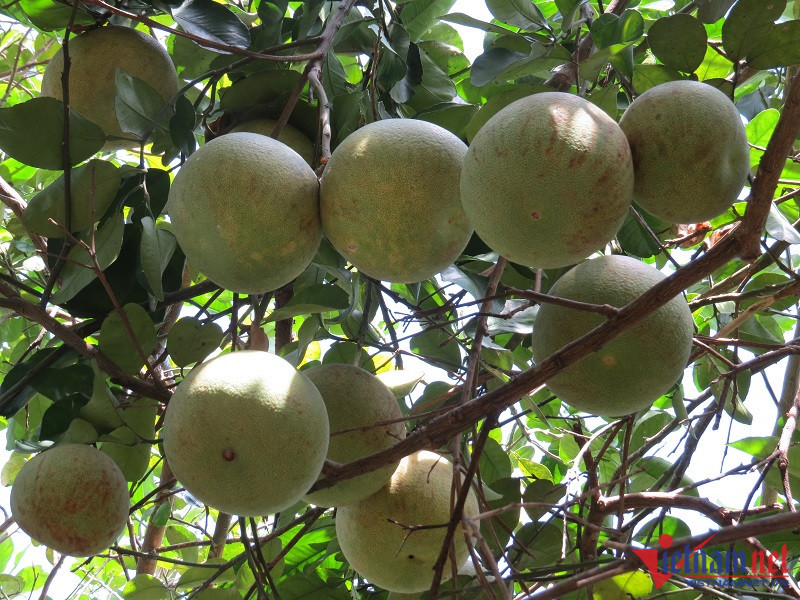 Bán đặc sản tiến vua, ngồi đếm cây thu tiền triệu mỗi ngày - Hình 2 Ban dac san tien vua, ngoi dem cay thu tien trieu moi ngay-Hinh-2