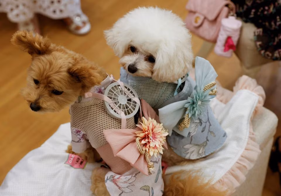 Độc đáo thiết bị dành riêng cho thú cưng ngày nắng nóng ảnh 2