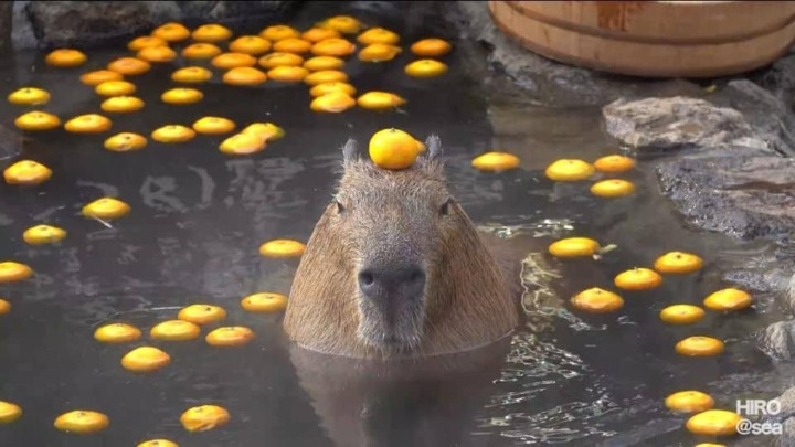 Khi bạn sợ rằng gương mặt mình chưa đủ hài nên phải tạo thêm điểm nhấn.