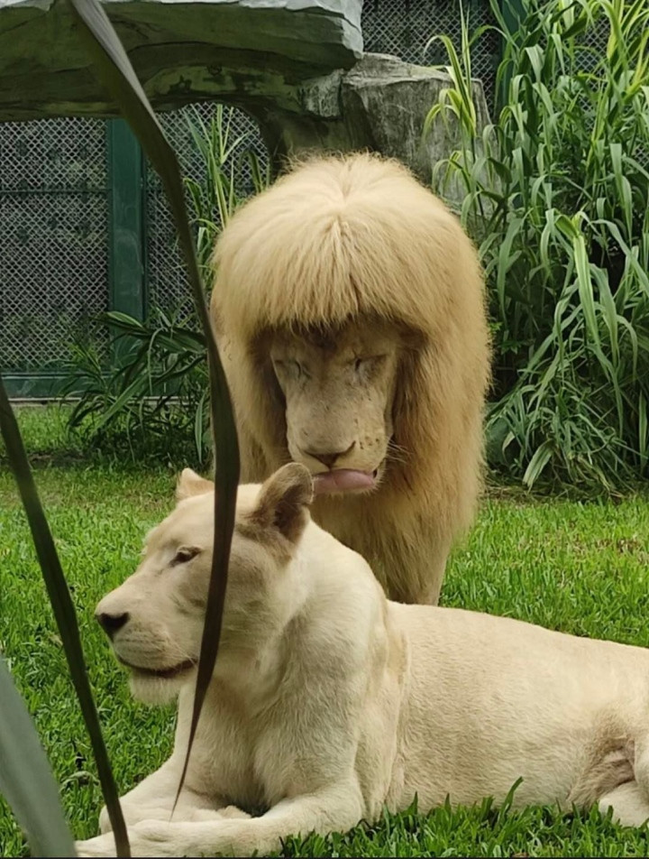 Cãi lời "nóc nhà" đi làm tóc và cái kết.