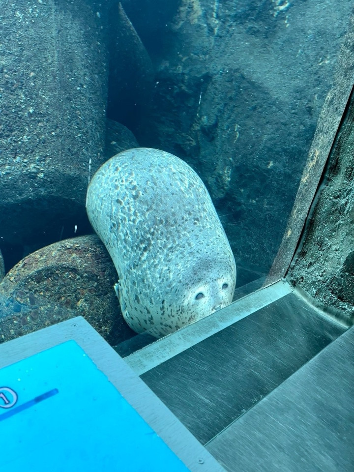 "Cục đá" lạc vào sở thú.