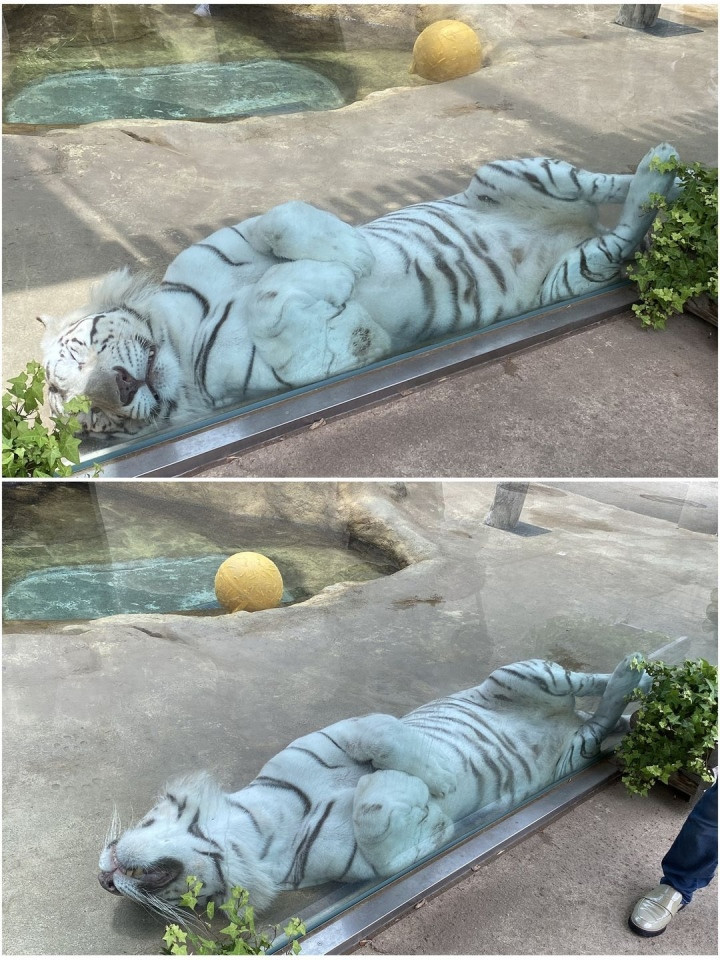 Có là chúa sơn lâm thì cũng phải ngủ trưa thôi.