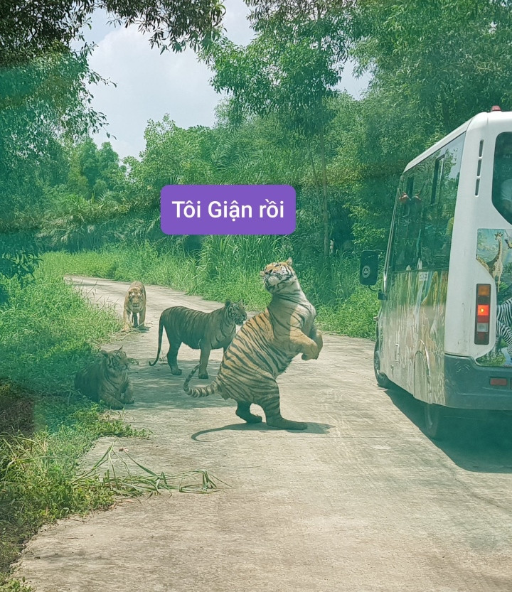 Xin phép giơ bảng "chê" nha.