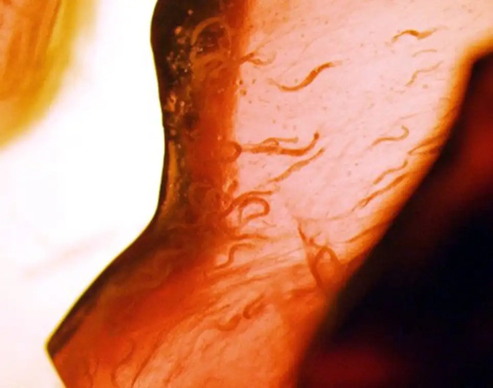 Chuyen ky thu va dang buon nhat ve cac loai dong vat trong khong gian-Hinh-8