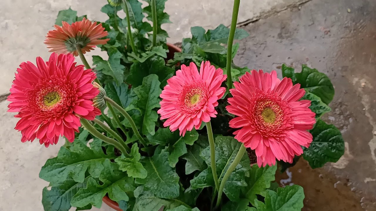 5 ngày tới, 3 con giáp vượng quý nhân, công việc vững vàng, tài lộc phất - Hình 3 5 ngay toi, 3 con giap vuong quy nhan, cong viec vung vang, tai loc phat-Hinh-3