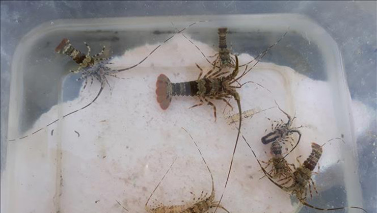 Ở khu vực Hòn Rớ, Nha Trang, nghề săn tôm hùm giống gắn liền với người dân và mang lại nguồn thu nhập cao