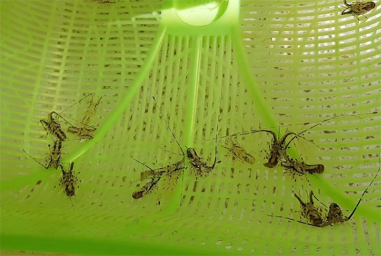 Đây là nghề thời vụ, mỗi năm kéo dài từ tháng 10 đến tháng 4 năm sau (âm lịch)