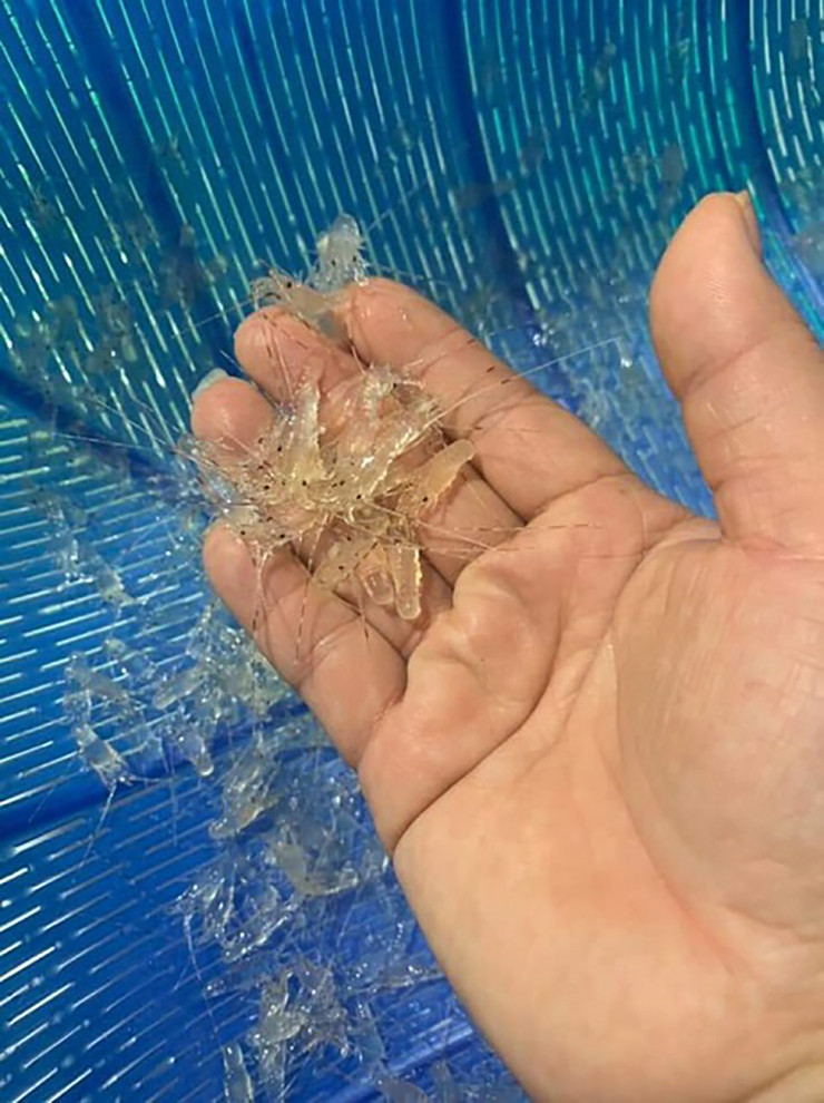 Trung bình mỗi ngư dân sẽ đánh bắt được 50-70 con tôm hùm, đa số là tôm hùm xanh, thu về từ 2-3 triệu đồng.