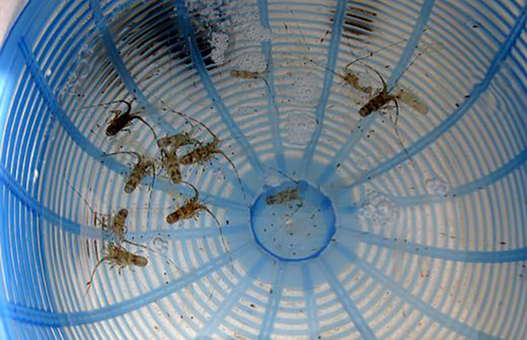 Tôm hùm con khai thác tại chỗ được người nuôi đánh giá nuôi hiệu quả nhất, tỉ lệ hao hụt thấp bởi tôm đã thích nghi với môi trường hiện tại.