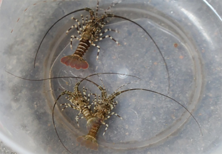 Tôm hùm giống chỉ sinh sản trong môi trường tự nhiên, chưa thể sản xuất được nên bán rất được giá