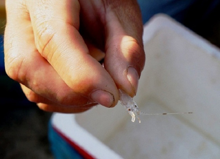 Vì lượng tôm hùm giống khai thác tự nhiên chỉ đáp ứng được 25-30% nhu cầu nên hàng về đến đâu thương lái thu mua hết sạch tới đó