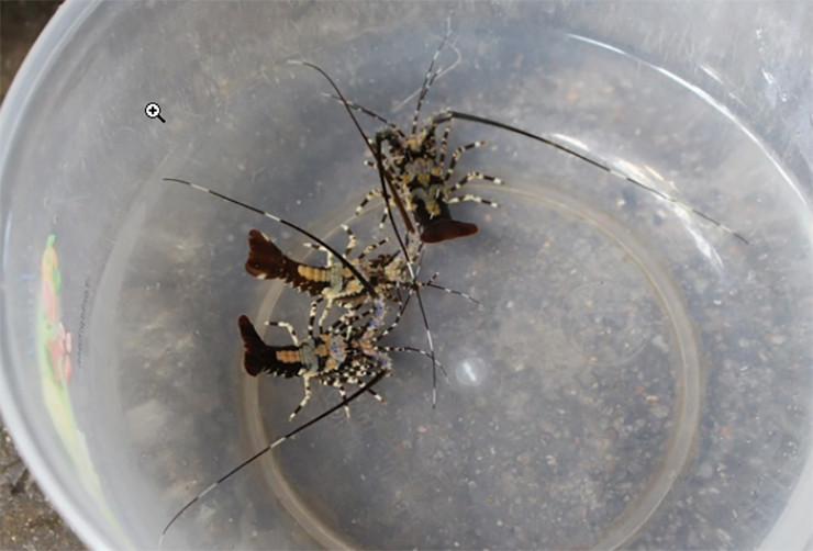 Sau khi đánh bắt được, tôm hùm con sẽ đem bán cho thương lái và chuyển đến các hộ nuôi thương phẩm.