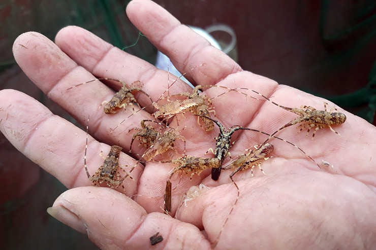 Hình ảnh tôm hùm con được ngư dân TP Nha Trang "bẫy" trên vùng biển ven bờ ở Khánh Hòa