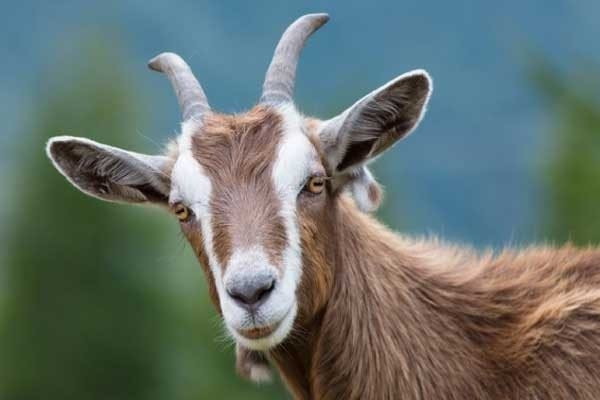 Tuổi Mùi. Tháng 9 này người tuổi Mùi đón vận khí cát lành, thiên thời – địa lợi – nhân hòa. Không chỉ có cục diện Tương sinh ngũ hành hỗ trợ mà con giáp này còn có tử vi cát tinh soi đường chỉ lối. Nhờ vậy mà công việc làm ăn của Mùi khá thuận lợi, mưu sự lớn nhỏ đều dễ thành.