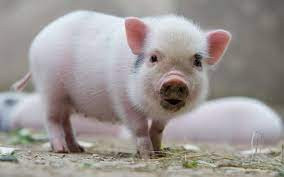  Tuổi Hợi. Tuổi Hợi có tính cách thành thực, trung hậu, trọng nghĩ khí. Khi làm việc, con giáp này luôn cố gắng hết sức mình để tìm cách hoàn thành nhiệm vụ.