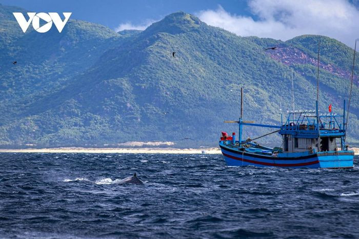 Hình ảnh cá voi xuất hiện tại khu vực Hòn Trâu, thuộc vùng biển Đề Gi, huyện Phù Cát, tỉnh Bình Định. Ảnh Cá voi kiếm ăn sát tàu cá của ngư dân.