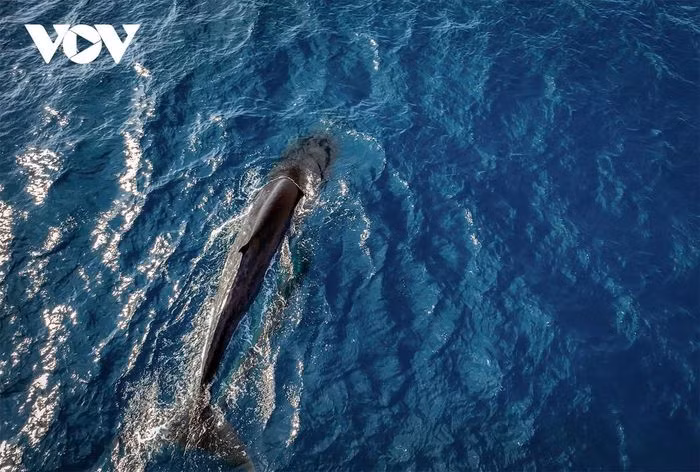 Khoảng 3 tuần trở lại đây, khu vực biển Hòn Trâu - Vũng Bồi (ven biển Đề Gi, huyện Phù Cát, tỉnh Bình Định) xuất hiện đàn cá voi đang duy trì, kiếm ăn cách bờ biển từ 1 đến 3 hải lý. Rất đông người dân và du khách đến đây để chiêm ngưỡng, chụp lại cảnh tượng cá voi nhô lên mặt nước săn mồi. Đây là điều hiếm có tại vùng biển nhiệt đới ở nước ta..