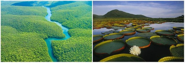 4. Rừng nhiệt đới Amazon. Khu rừng rộng lớn đáng kinh ngạc này trải dài trên chín quốc gia khác nhau ở Nam Mỹ: Brazil, Peru, Colombia, Venezuela, Ecuador, Bolivia, Guyana, Suriname và Guiana thuộc Pháp. Nó khổng lồ đến nỗi nhân loại không bao giờ có thể hy vọng khám phá tất cả - hoặc biết mọi thứ đang ẩn giấu ở đó.