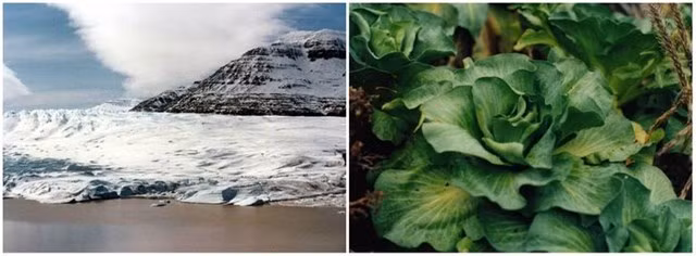 7. Quần đảo Kerguelen. Ẩn mình ở phần phía nam của Ấn Độ Dương rộng lớn, những hòn đảo này nằm rất xa quê hương của chúng là Pháp. Không có máy bay hoặc khách du lịch đến đó, và cách duy nhất để đến đó là đi bằng thuyền từ đảo Réunion, gần Madagascar.