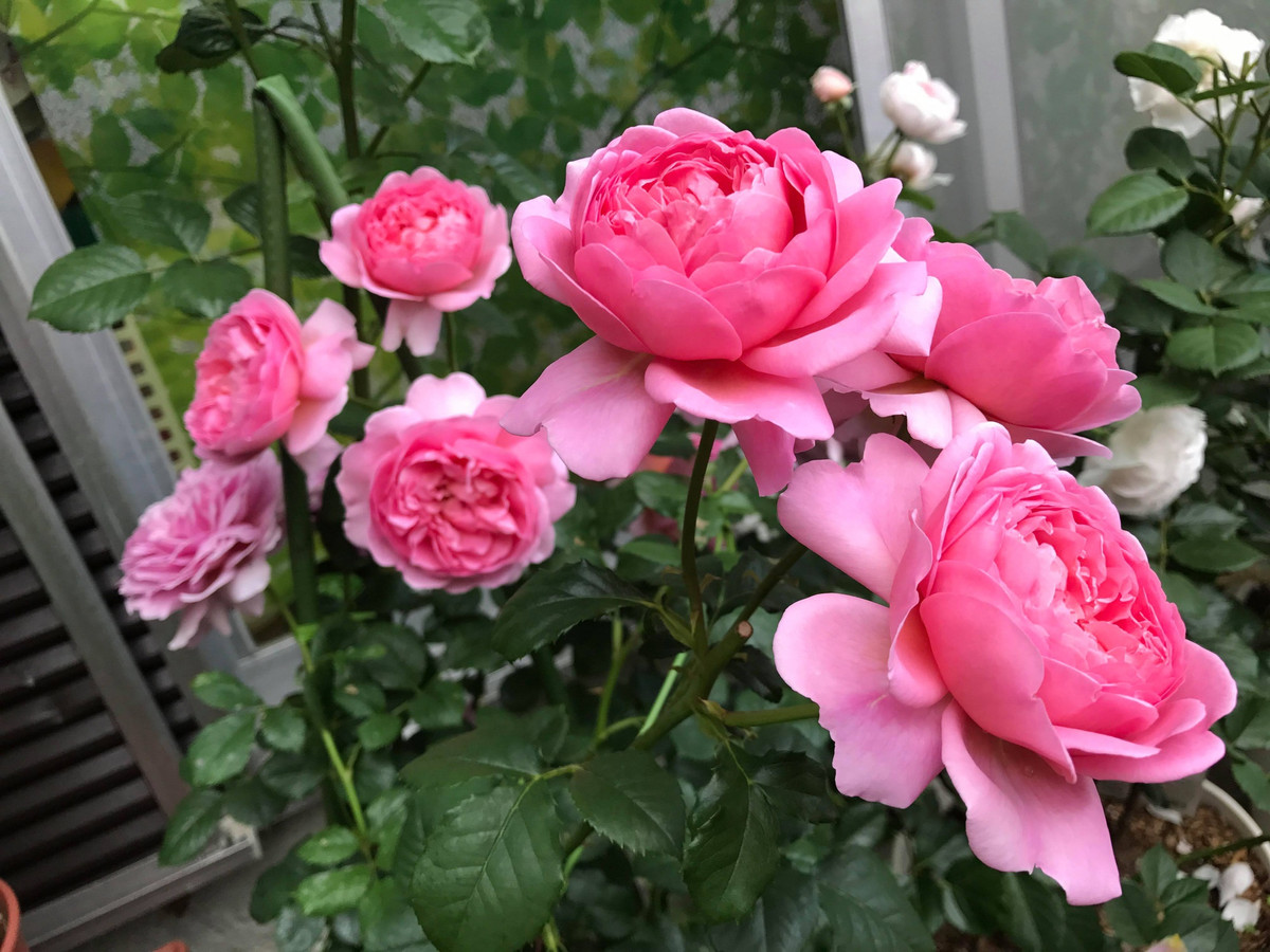 Chiu thuong chiu kho, mua thu nay, 3 con giap ky duoc hop dong to-Hinh-3