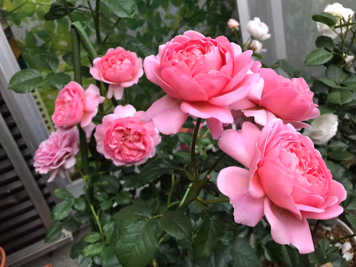 Chiu thuong chiu kho, mua thu nay, 3 con giap ky duoc hop dong to-Hinh-3