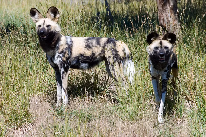 Không chỉ nhanh nhẹn (72km/h), loài chó săn Lycaon pictus này còn có thể khiến con mồi bị thương nặng với miếng cắn cực kỳ khỏe bằng 42 răng sắc nhọn.