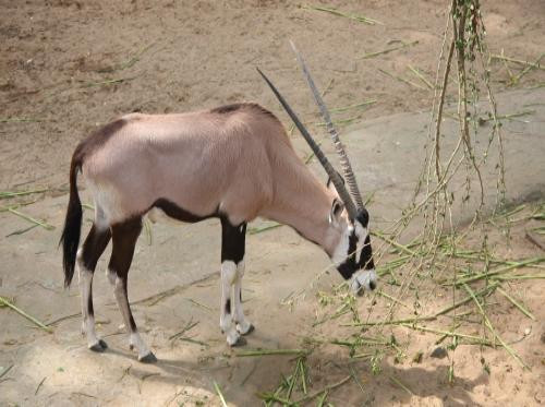 Linh dương sừng kiếm là mồi ngon của nhiều loài động vật ăn thịt trên vùng đồng bằng rộng lớn. Dù chậm hơn so với sư tử (gần 80km/h) nhưng chúng lại dẻo dai hơn.