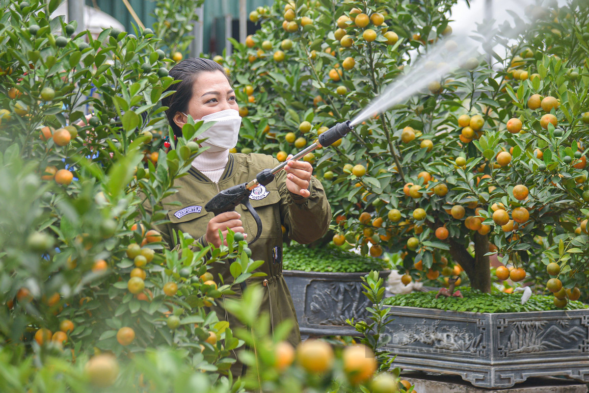 Chị Ngô Thu Trang, chủ vườn quất bonsai tại Tứ Liên (Tây Hồ, Hà Nội) cho hay: "Để tạo ra một cây quất ghép gỗ lũa có thế đẹp, nghệ nhân thường mất từ 2 - 5 năm. Trồng cây quất nhỏ cạnh tảng gỗ, rồi uốn nắn theo quá trình phát triển của cây để có được thế đẹp, độc, lạ".