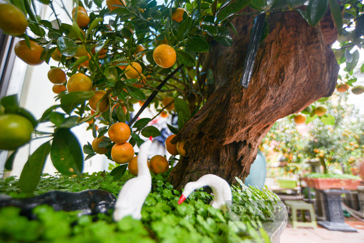 Gỗ lũa là phần lõi ở gốc cây cổ thụ khô sau khi bị chết. Đặc trưng của gỗ lũa là rất cứng và không bao giờ bị mối mọt xâm hại nên thường được dùng để ghép lan và một số loài hoa khác.