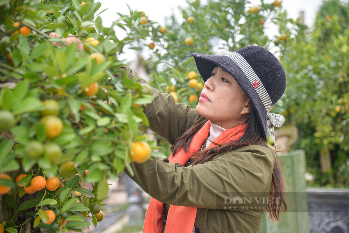 Hiện tại, giá bán quất bonsai tại vườn dao động từ 900.000 đồng đến 100 triệu đồng/cây, tùy vào tuổi thọ và kích thước của cây quất.