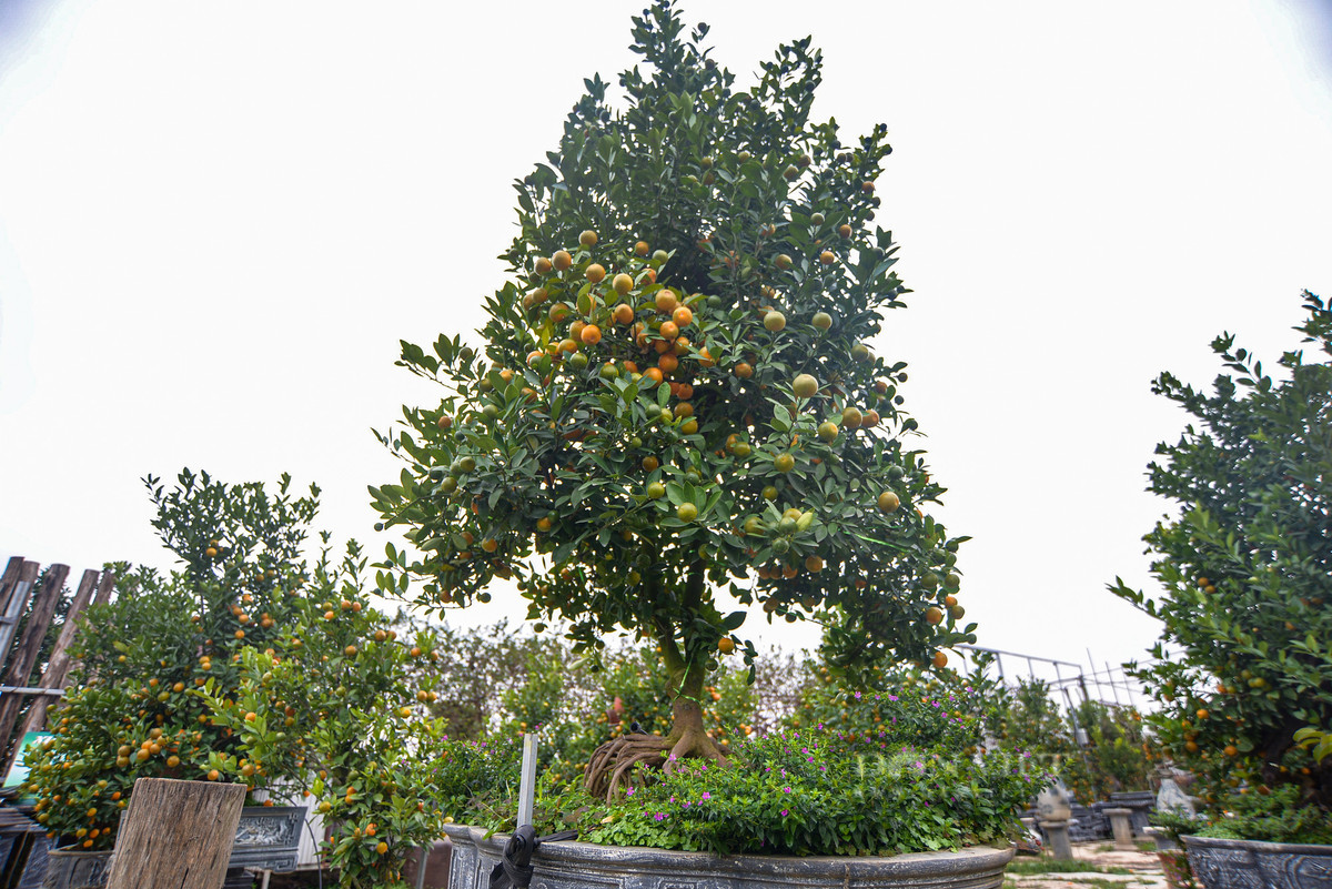 Ngoài trồng quất được ghép với gỗ lũa, vườn chị Trang còn trồng quất mộc căn, loại quất bonsai này có đặc điểm chính là bộ rễ cây, hàm ý sức mạnh của bộ rễ cũng giống như con người. Dù có khó khăn, gian nan nhưng lúc nào cũng mạnh mẽ vươn lên trong cuộc sống.