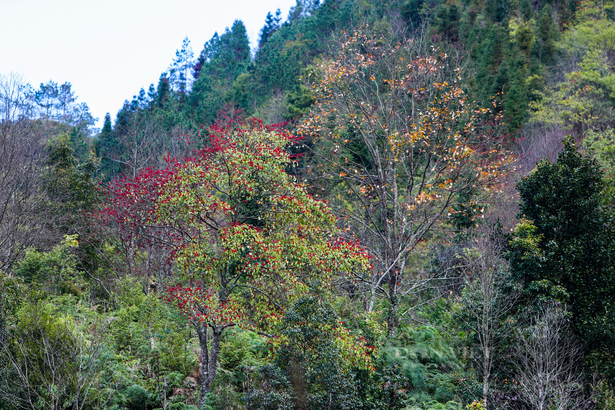 Tất cả tạo nên bức tranh sắc màu đặc biệt nên thơ của núi rừng.