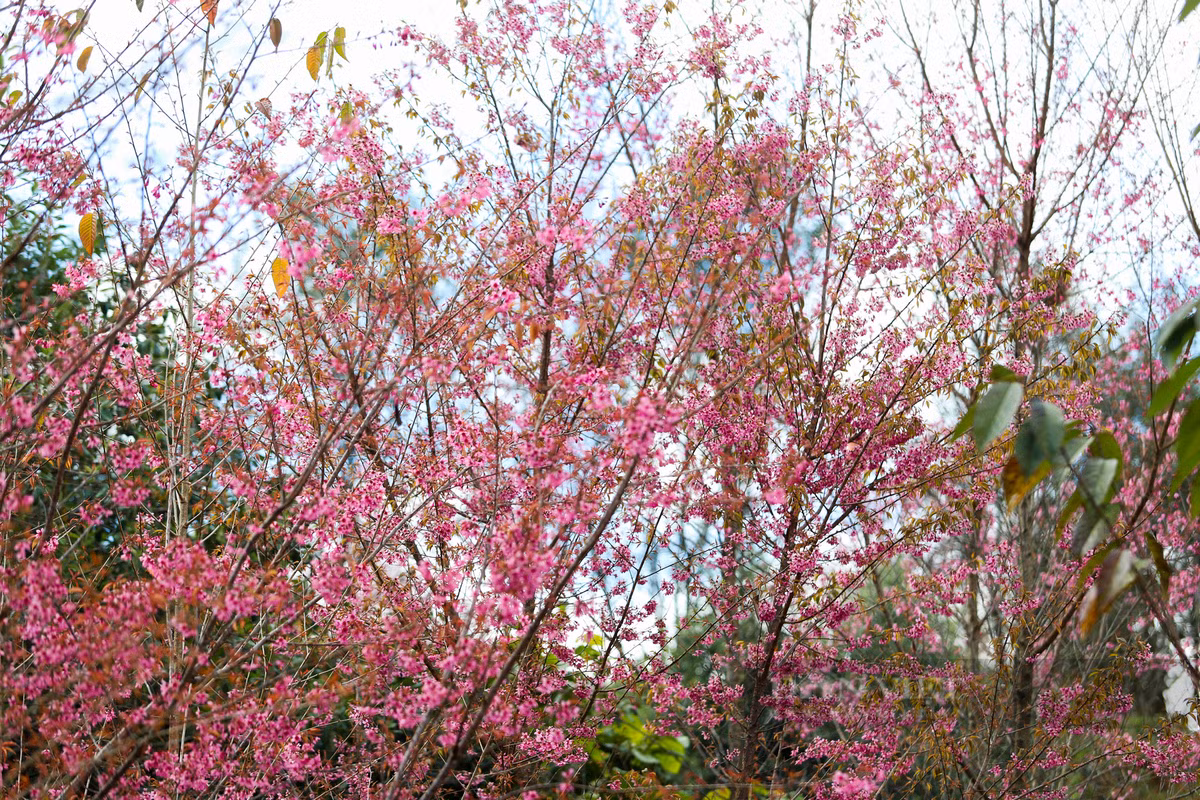 Vào những dịp lễ tết, những nam thanh nữ tú người Mông lại cùng nhau chơi hội, du xuân dưới những tán hoa Tớ Dày.