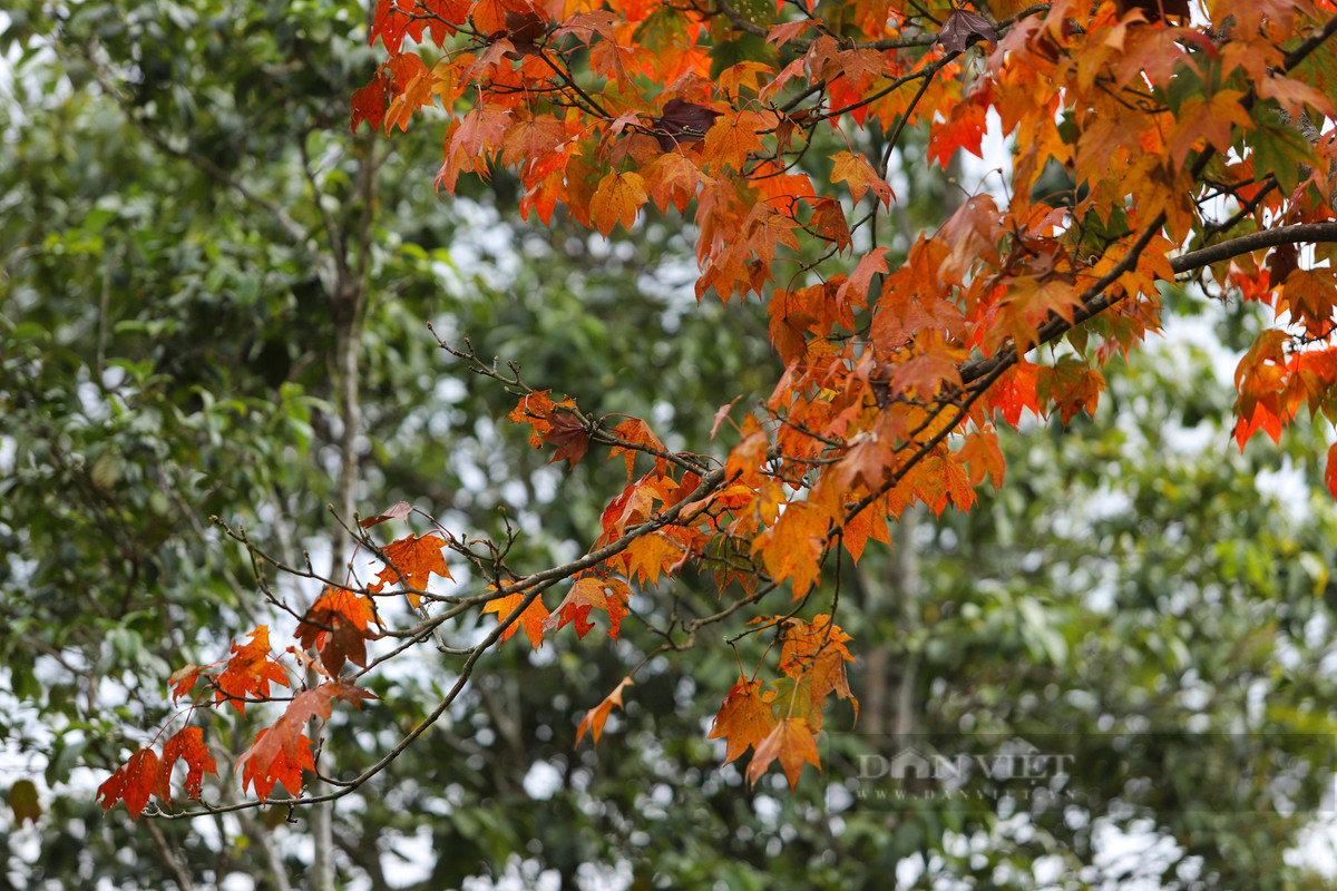 Là sắc đỏ của những chiếc lá phong đang chuẩn bị thay lá.
