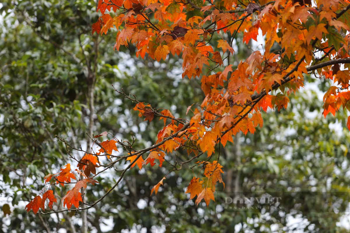 Là sắc đỏ của những chiếc lá phong đang chuẩn bị thay lá.