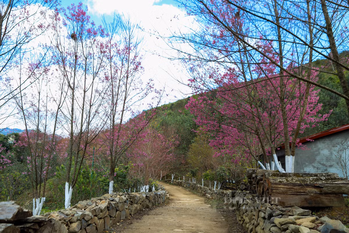 Hoa Tớ Dày thuộc loại cây thân gỗ, chỉ mọc và nở hoa ở độ cao trên 1.000 mét so với mực nước biển.