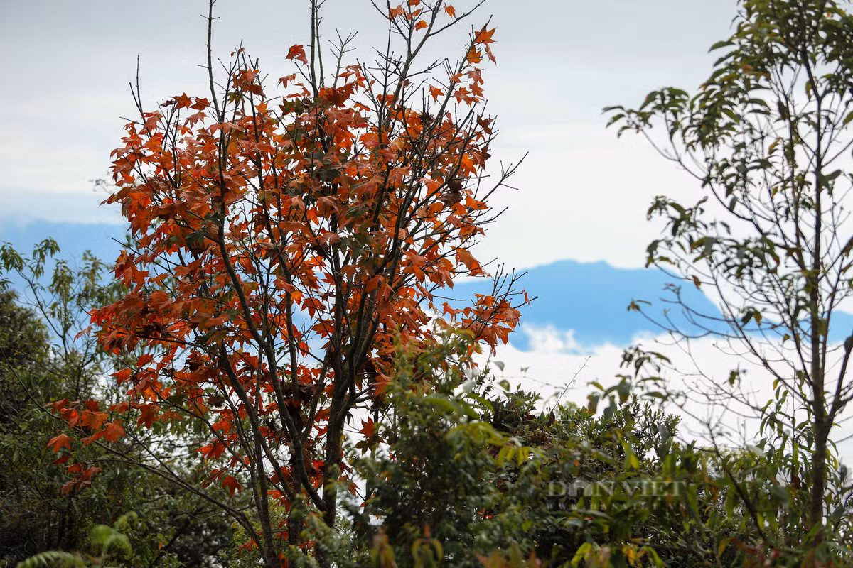 Ngoài hoa Tớ dày, Mù Cang Chải thời đểm này còn hấp dẫn du khách bởi những nét đẹp chân chất khác.