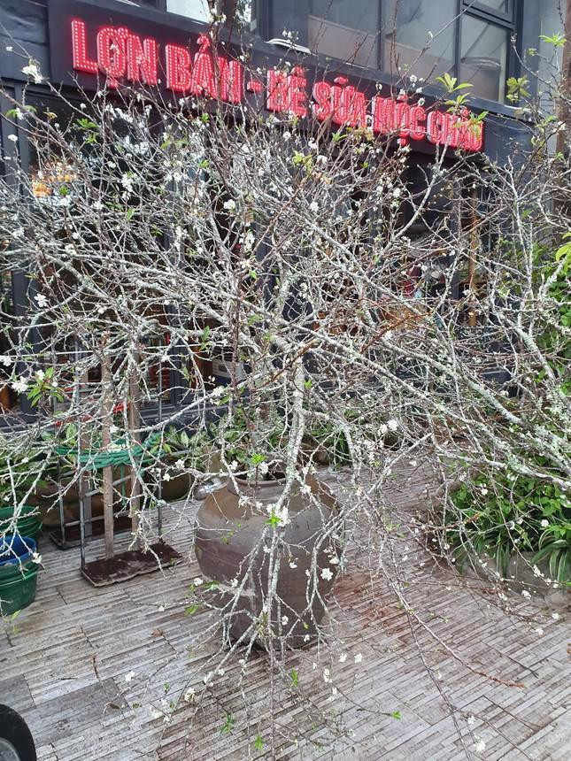 Hiện tại, hoa mận được bán với giá dao động từ 300.000 - 500.000 đồng, những cành lớn từ 1 triệu đến 4 triệu đồng/cành. Trong ảnh là cành hoa mận được chủ hàng chào giá 4 triệu đồng.